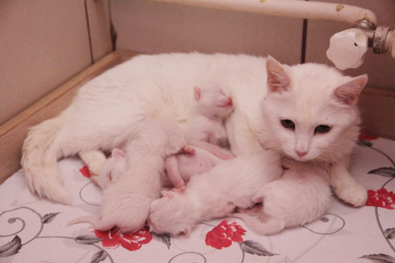 Yılın ilk yavru Van kedileri dünyaya gözlerini açtı 